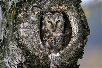 Tengmalm's owl (Aegolius funereus), Great Horned Owl, adult, on tree, alert, in autumn, looking out