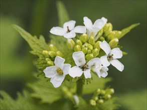 Close-up of white flowers and green leaves in nature Alliaria petiolata medicinal plant