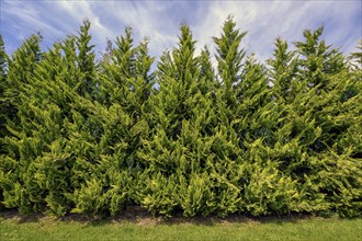 Tree of life or thuja hedge (Thuja), Allgäu, Swabia, Baden-Württemberg, Germany, Europe