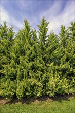 Tree of life or thuja hedge (Thuja), Allgäu, Swabia, Baden-Württemberg, Germany, Europe