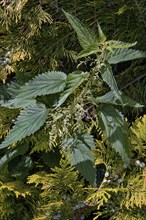 Flowering stinging nettle (Urtica) in a hedge of arborvitae or thuja (Thuja), Allgäu, Swabia,