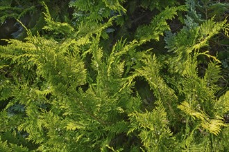 Branches in a hedge of arborvitae or thuja (Thuja), Allgäu, Swabia, Baden-Württemberg, Germany,