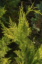 Branch in a arborvitae or thuja hedge (Thuja), Allgäu, Swabia, Baden-Württemberg, Germany, Europe