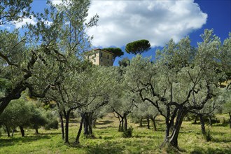 Olive grove, Roccantica, Sabine Mountains, Province of Rieti, Lazio Region, Italy, Roccantica,