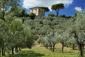 Olive grove, Roccantica, Sabine Mountains, Province of Rieti, Lazio Region, Italy, Roccantica,