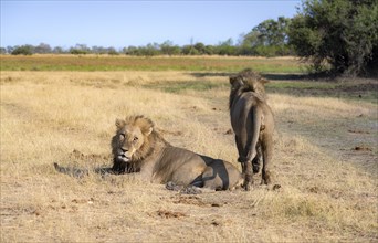 Lion (Panthera leo), two adult males, in dry grass, Khwai, Okavango Delta, Moremi Game Reserve,