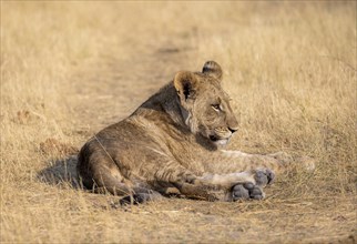 Lion (Panthera leo), young lying in dry grass, Khwai, Okavango Delta, Moremi Game Reserve,