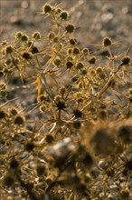 Macro image of a golden thistle detail.Cnicus benedictus.Golden dry prickly flower bush background,