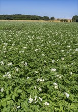 Potato cultivation, in a field, potato plants in bloom, North Rhine-Westphalia, Germany, Europe