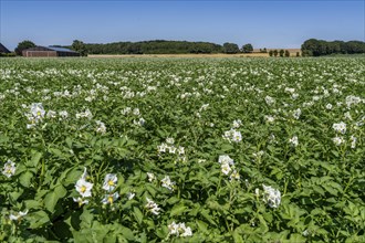 Potato cultivation, in a field, potato plants in bloom, North Rhine-Westphalia, Germany, Europe