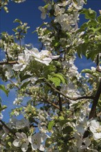 Close-up of white and pink Malus domestica, Apple tree flower blossoms in spring, Quebec, Canada,