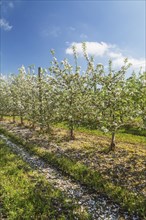 Orchard of Malus domestica, Apple trees with white flower blossoms in spring, Quebec, Canada, North