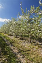 Orchard of Malus domestica, Apple trees with white flower blossoms in spring, Quebec, Canada, North