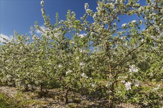 Orchard of Malus domestica, Apple trees with white flower blossoms in spring, Quebec, Canada, North