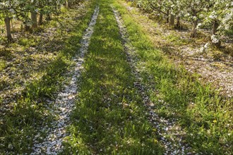 Orchard of Malus domestica, Apple trees with white flower blossoms in spring, Quebec, Canada, North