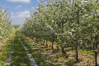 Orchard of Malus domestica, Apple trees with white flower blossoms in spring, Quebec, Canada, North