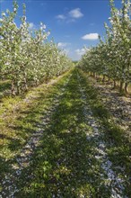 Orchard of Malus domestica, Apple trees with white flower blossoms in spring, Quebec, Canada, North