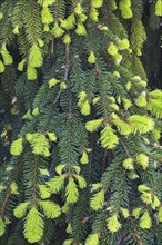 Picea abies 'Gold Drift', Norway Spruce with emerging new leaves in spring, Quebec