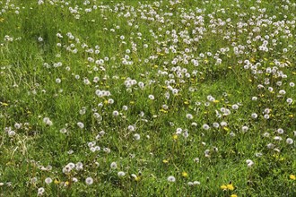 Green grass lawn overgrown with Taraxacum officinale, Dandelion flowers ready to release seeds in