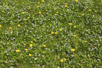 Green grass lawn overgrown with yellow Taraxacum officinale, Dandelion flowers and mauve flowering