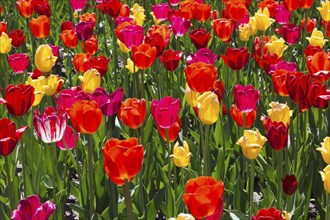 Tulipa 'Sunshine Mixture', Single Late Tulip flowers in spring, Quebec, Canada, North America