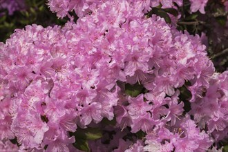 Rhododendron 'Manitou' with pink and white flower blossoms in spring, Quebec, Canada, North America