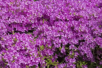 Rhododendron 'Rennie' with pink flower blossoms in spring, Quebec, Canada, North America