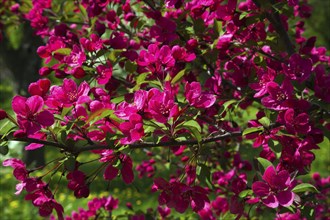 Malus 'Prairifire', Crabapple tree with dark pinkish red flower blossoms in spring, Quebec, Canada,