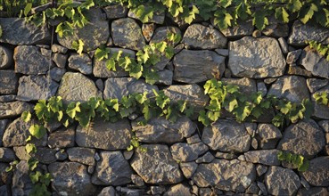 Vineyard with a stone wall and grapevines AI generated