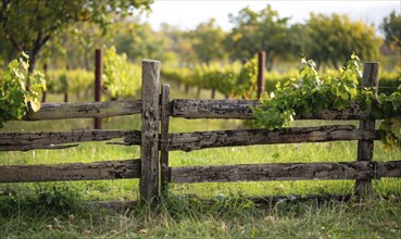 Vineyard with a rustic wooden fence and grapevines AI generated