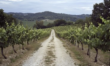 Vineyard with a gravel path leading through grapevines AI generated