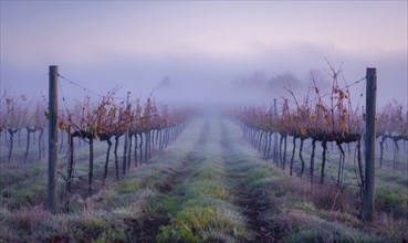 Vineyard in the early morning mist AI generated