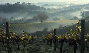 Vineyard in the early morning mist AI generated