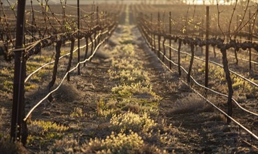 Vineyard in late afternoon light with long shadows AI generated