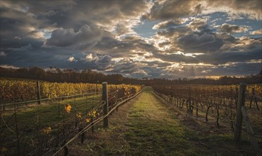 Vineyard at sunset with dramatic clouds and warm light AI generated