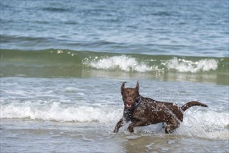 A Labrador Retriever plays in the shallow Baltic Sea water, Wustrow, Mecklenburg-Western Pomerania,