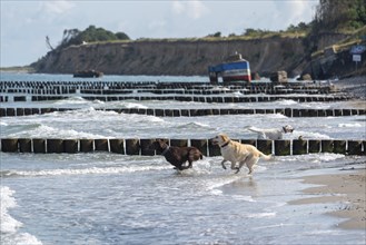 Two Labrador Retrievers playing in the shallow Baltic Sea water, behind them a bunker from the GDR