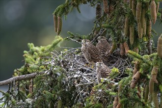 Common kestrel (Falco tinnunculus), young birds not yet ready to fly in the nest,