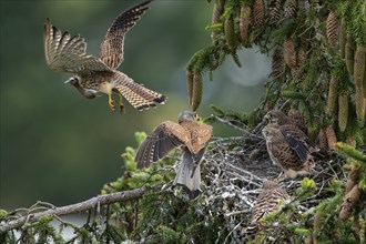 Common kestrel (Falco tinnunculus), male adult bird with fledglings not yet ready to fly at the