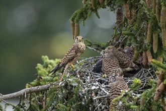 Common kestrel (Falco tinnunculus), female adult bird with fledglings not yet ready to fly at the