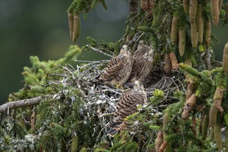 Common kestrel (Falco tinnunculus), young birds not yet ready to fly in the nest,