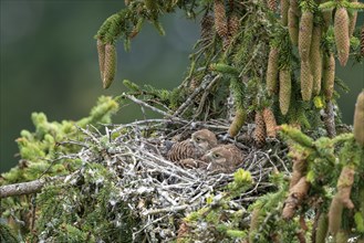 Common kestrel (Falco tinnunculus), young birds not yet ready to fly in the nest,