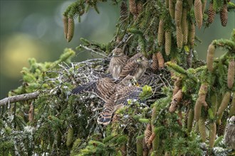 Common kestrel (Falco tinnunculus), young birds not yet ready to fly in the nest,