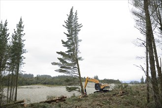 A Pinus radiata tree is felled by an autocutter at a milling site in exotic forest on the West