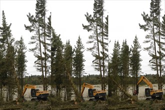 A Pinus radiata tree is felled by an autocutter at a milling site in exotic forest on the West