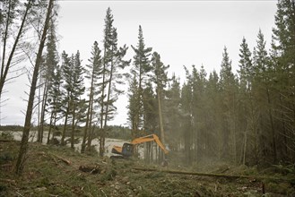 Clouds of pollen fill the air as a Pinus radiata tree is felled by an autocutter at a milling site