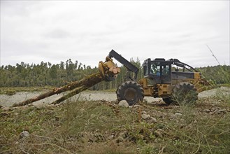 A skidder carts Pinus radiata trees off to the milling site in exotic forest on the West Coast, New