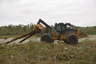 A skidder removes Pinus radiata trees at a milling site in exotic forest on the West Coast, New