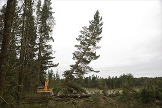 A Pinus radiata tree is felled by an autocutter at a milling site in exotic forest on the West