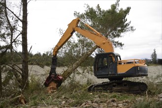 A Pinus radiata tree is felled by an autocutter at a milling site in exotic forest on the West